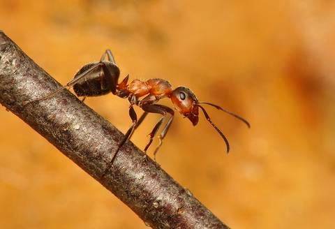 ants 2