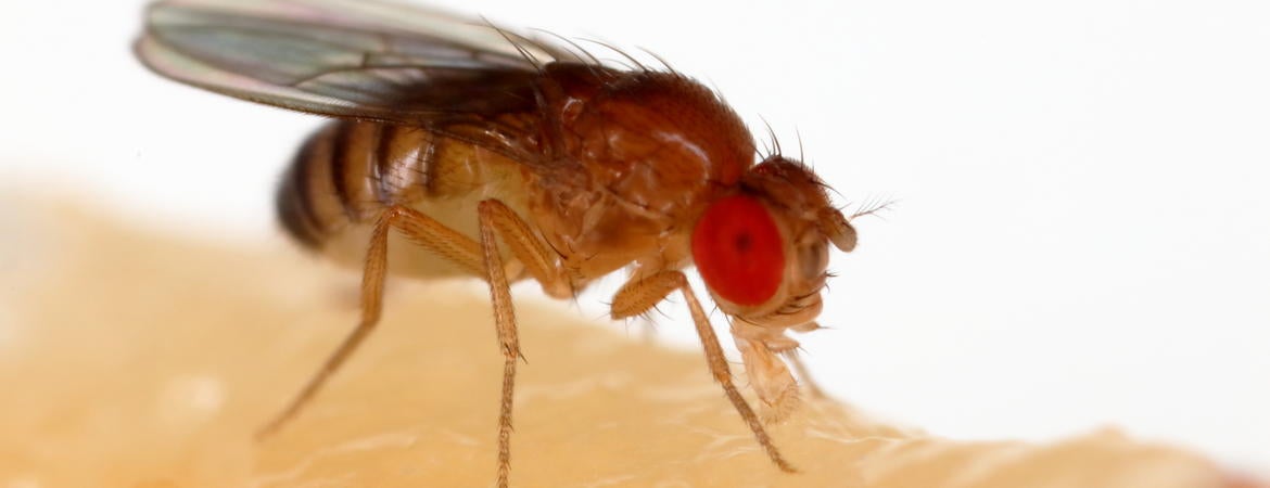 🍎 Day's Tip: Eliminate Fruit Flies & Gnats Effectively! 🚫