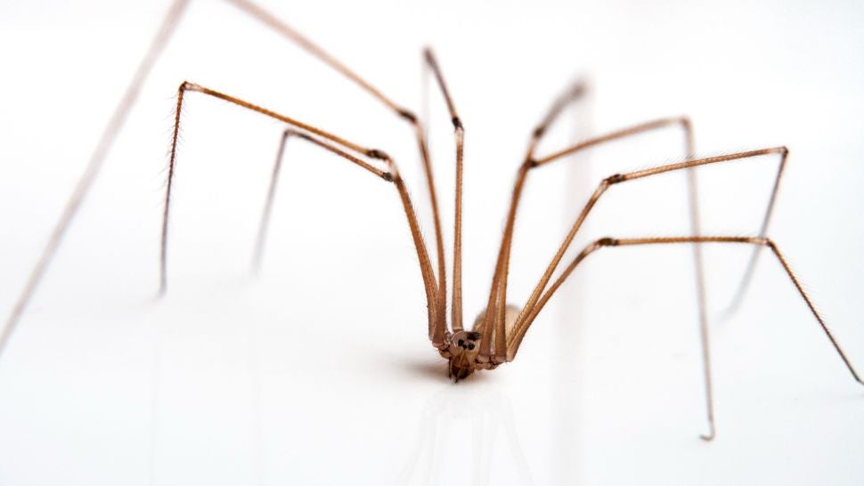 long bodied cellar spiders poisonous