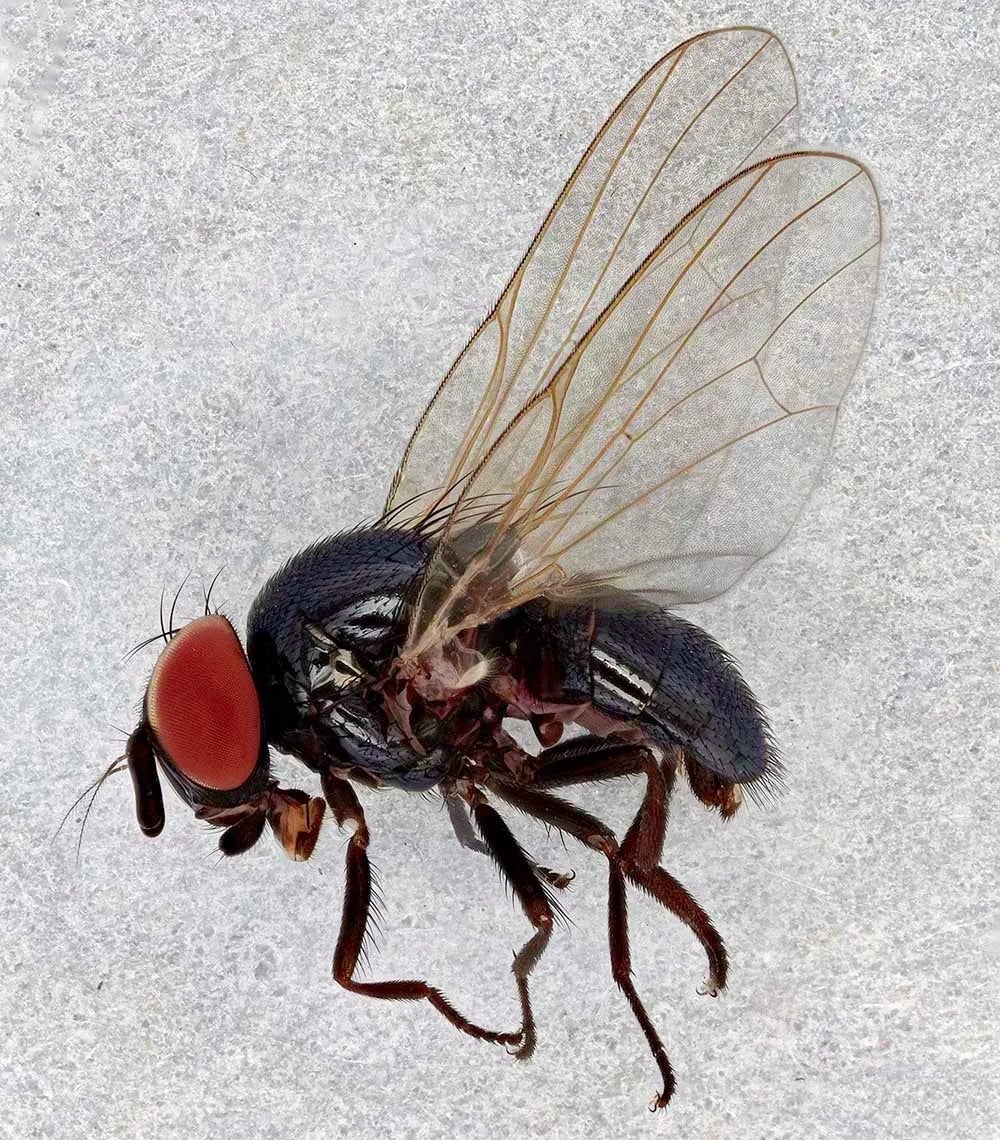 black-fig-fly-silba-adiapata-male.jpg 