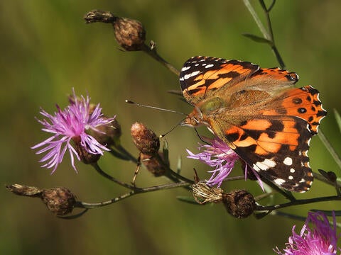 The iconic, but likely imperiled, painted lady butterfly. (Judith Pelley/iNaturalist)