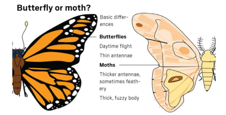 Butterfly or Moth