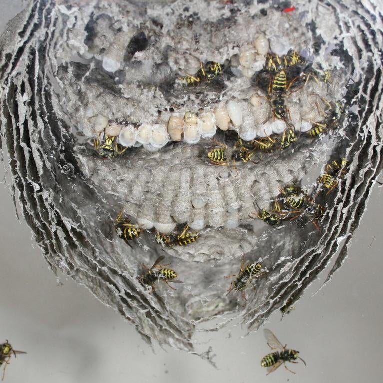 Nest of yellowjacket wasps