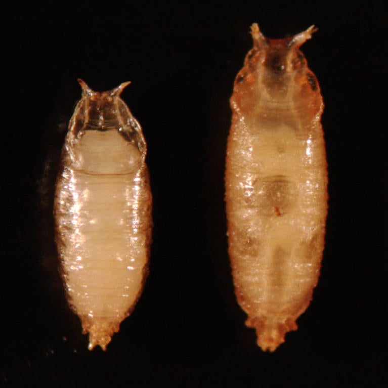 pupariation of the maggot