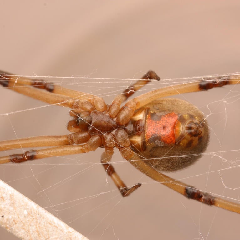 female brown widow spider