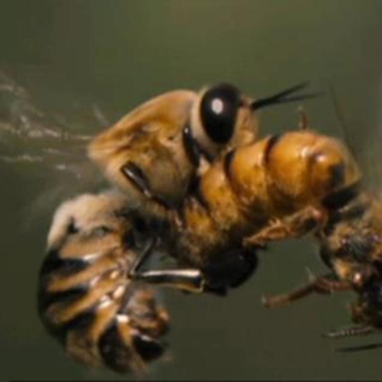 Mating Bees