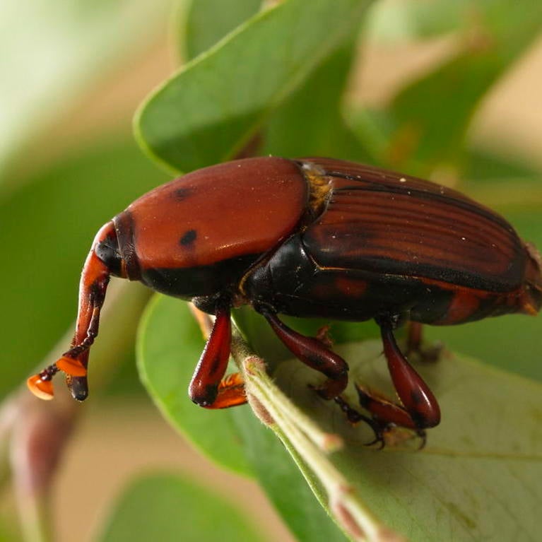 Red Palm Weevil