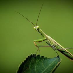 praying-mantis