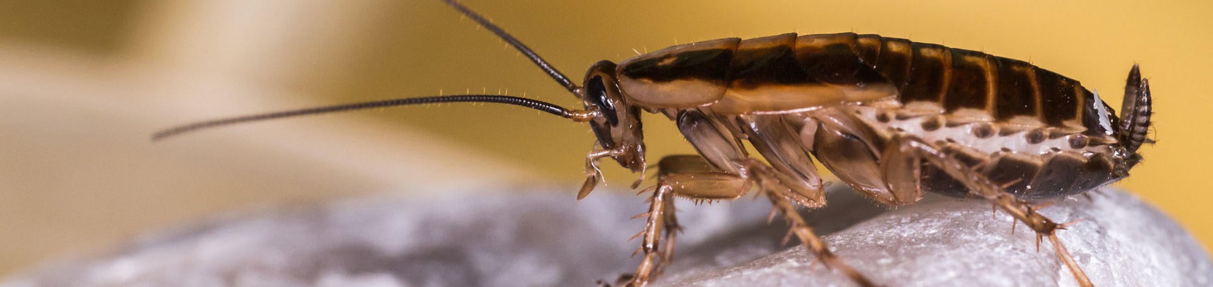 Blattella Germanica 
