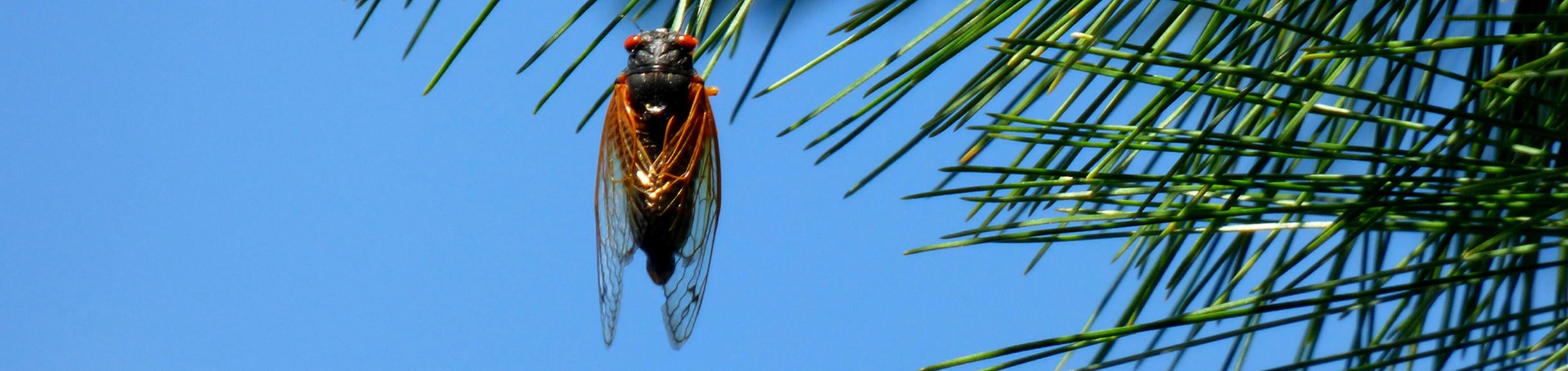 cicada (c) Laura Gilchrist unsplash