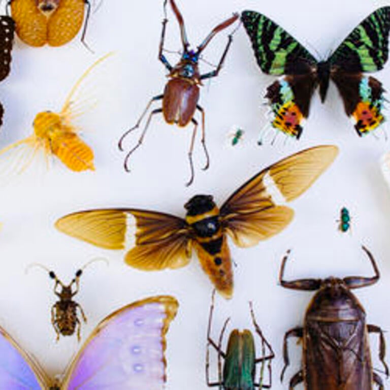 bugs