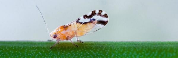 Asian Psyllid (c) Mike Lewis