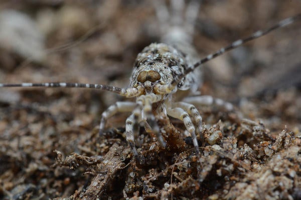 bristletail