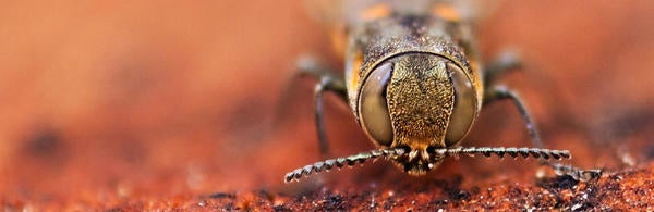 Goldspotted Borer (c) Mike Lewis