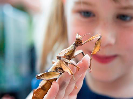 child holding big bug (c) UCR/CNAS