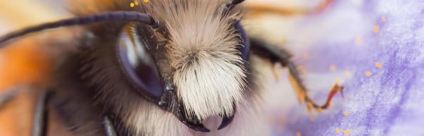 Bee face closeup (c) UCR/CNAS