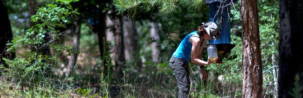 checking an insect collector in the forest (c) UCR/CNAS