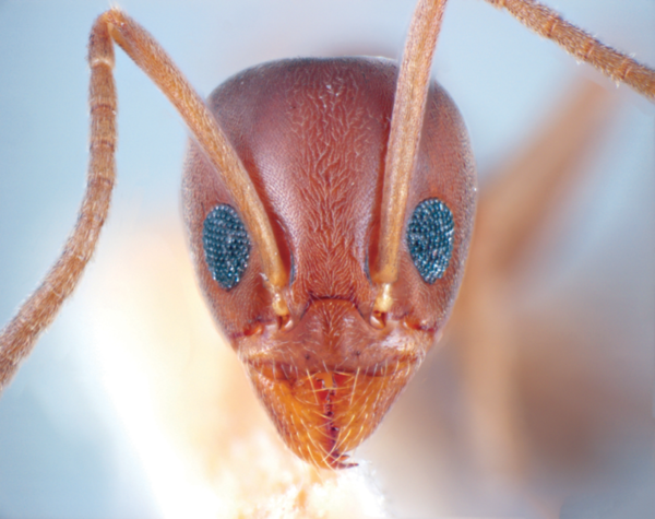 Argentine Ant