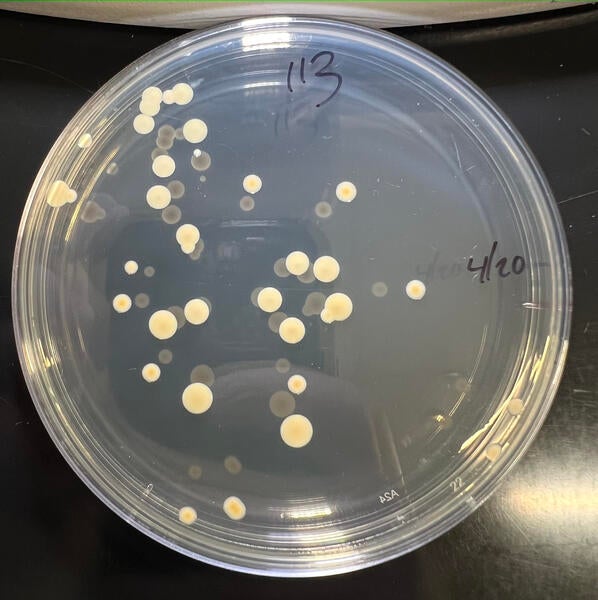 Bacteria colonies jpg Department Of Entomology Bacteria colonies jpg Department Of Entomology