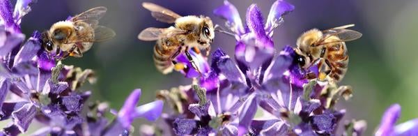 3 bees on purple flowers