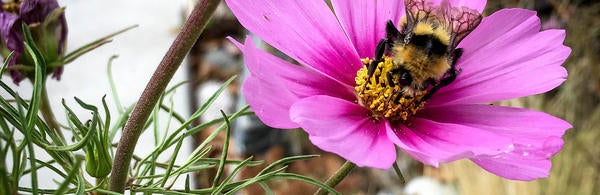 bumblebee on a pink flower