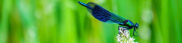 damselfly (c) Ritchie Valens unsplash