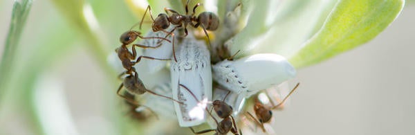 ants in a circle