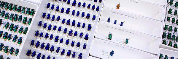 beetles