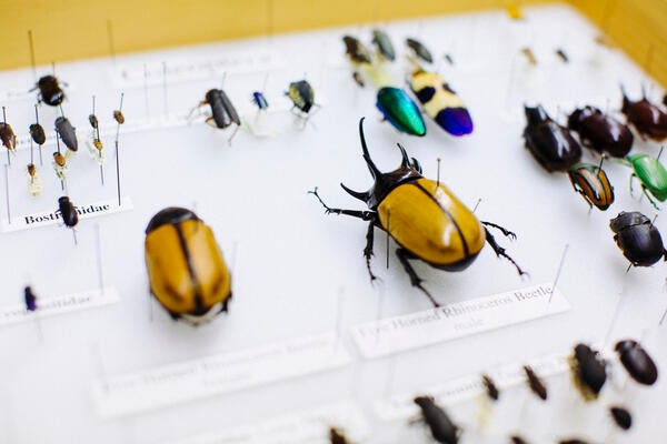 Beetle collection 1