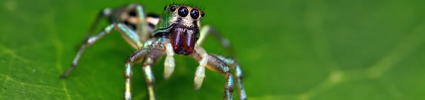 jumpy spider (c) David Clode unsplash