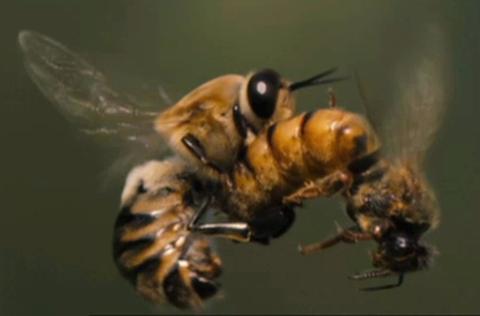 Mating Bees