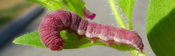 pink budworm