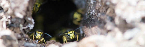 Vespula Pensyvanica