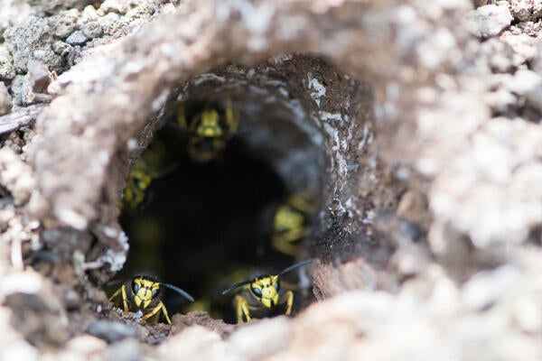 vespula_pensylvanica.jpg | Department of Entomology