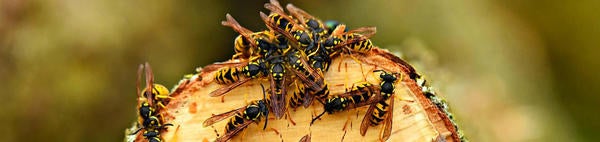 Yellow Jackets (c) pixabay