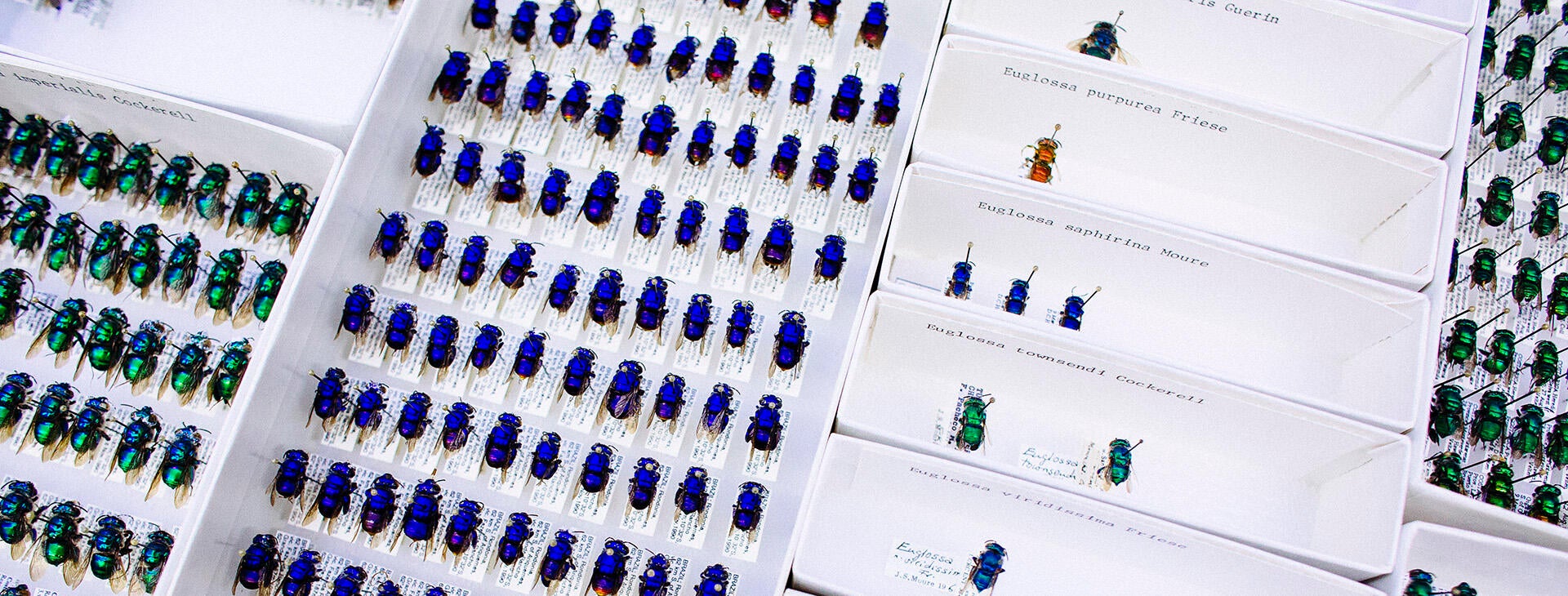 beetle display