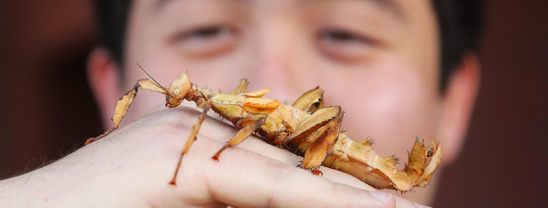 Spiny leaf insect