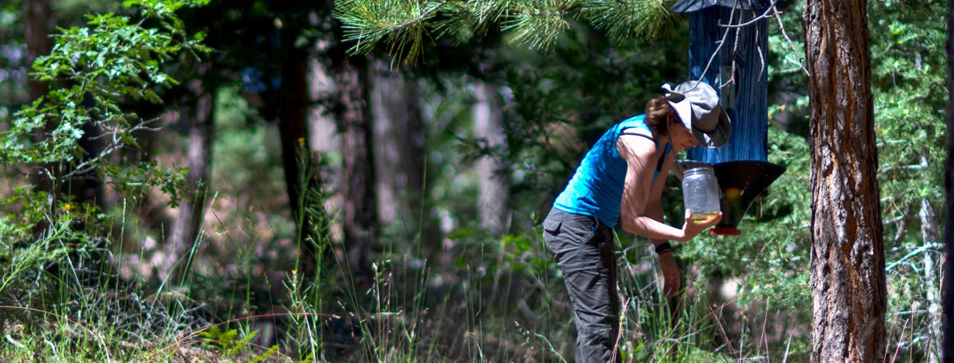 checking an insect collector in the forest (c) UCR/CNAS