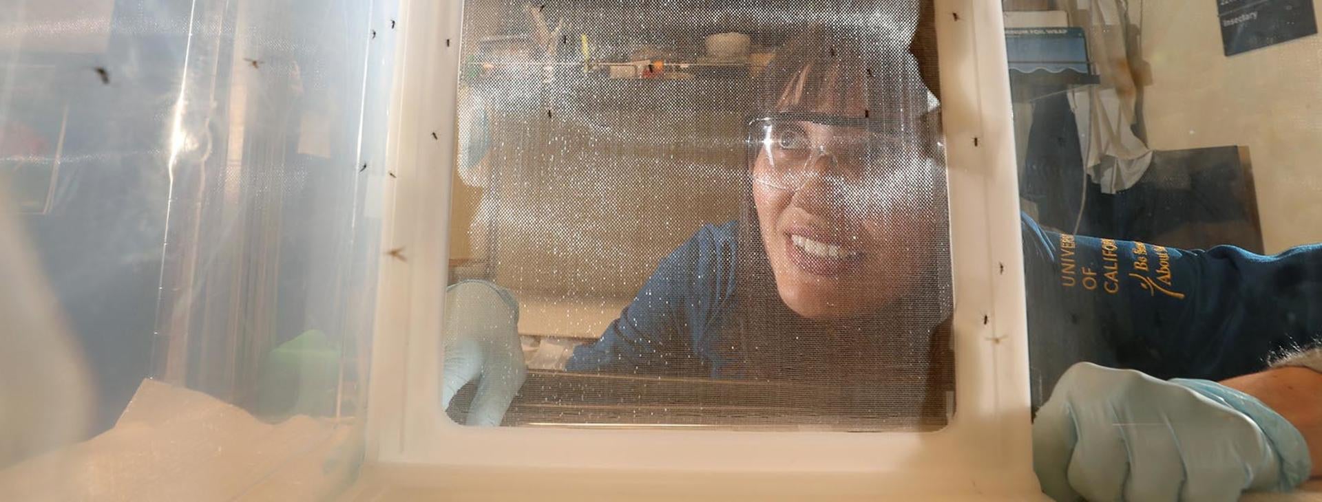 Mosquitoes research