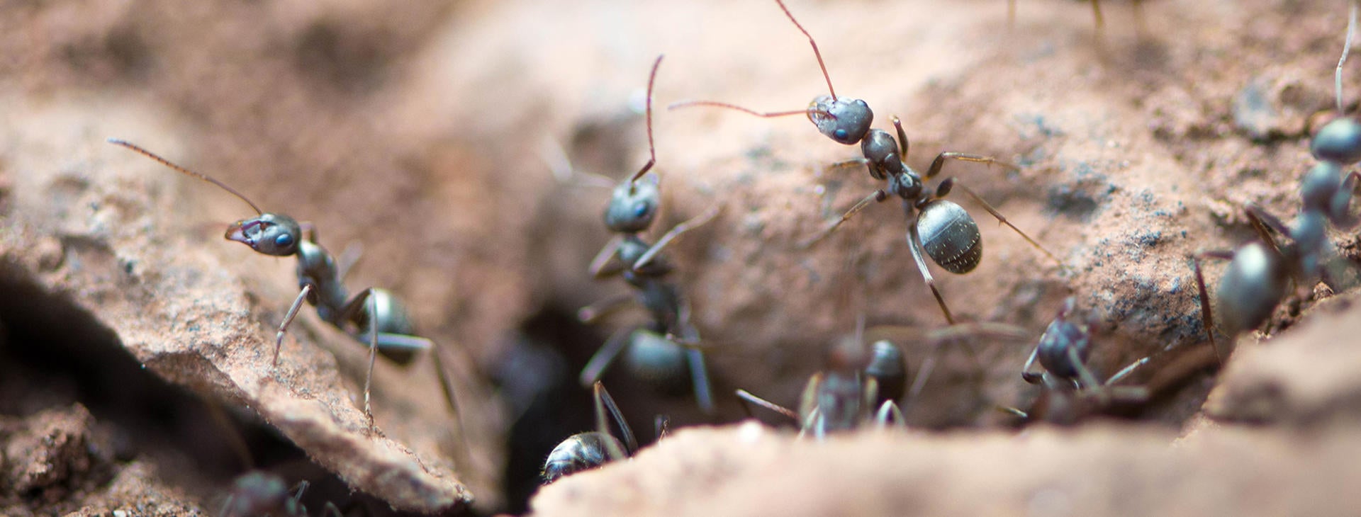 ants in their hill