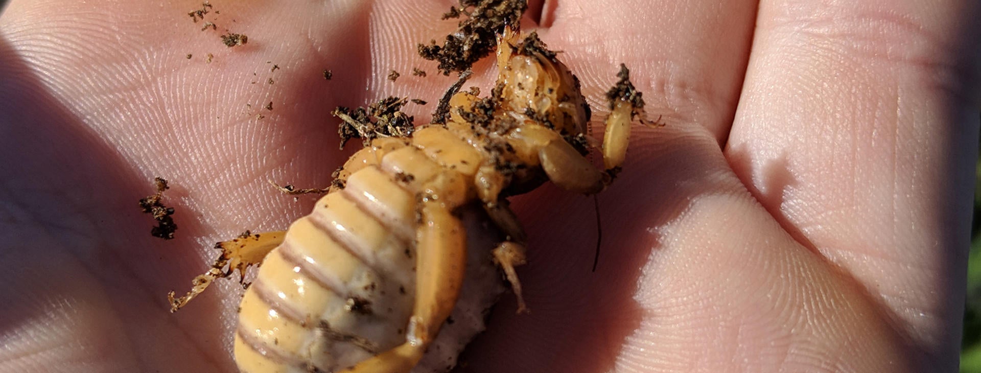 holding a bug (c) UCR/CNAS