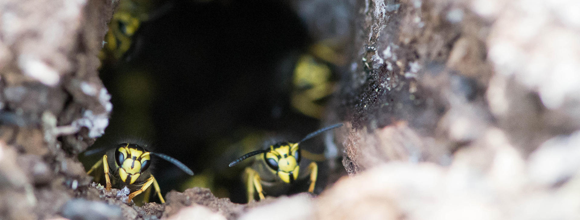 Vespula Pensyvanica
