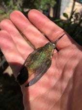 hummingbird