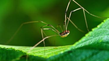 Harvestmen: The 'Spiders' That Aren't Actually Spiders