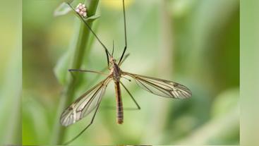 Myth buster: Daddy long legs are the most venomous spider in the world