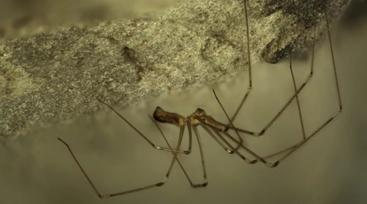 Can Daddy Longlegs spiders bite? - Quora