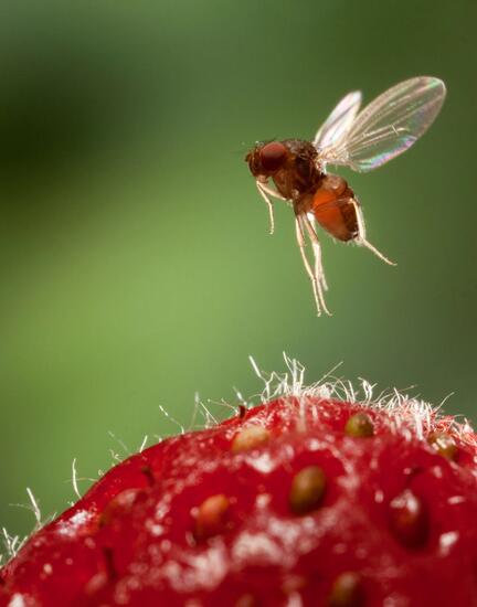  Spotted wing fruit fly 