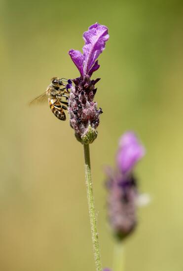 Honey bee (Apis mellifera).jpg 