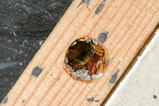 bed-bugs-behind-picture-frame.jpg 