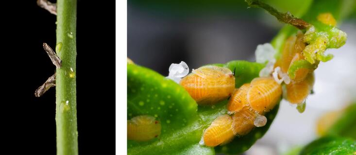 asian-citrus-phyllids.jpg